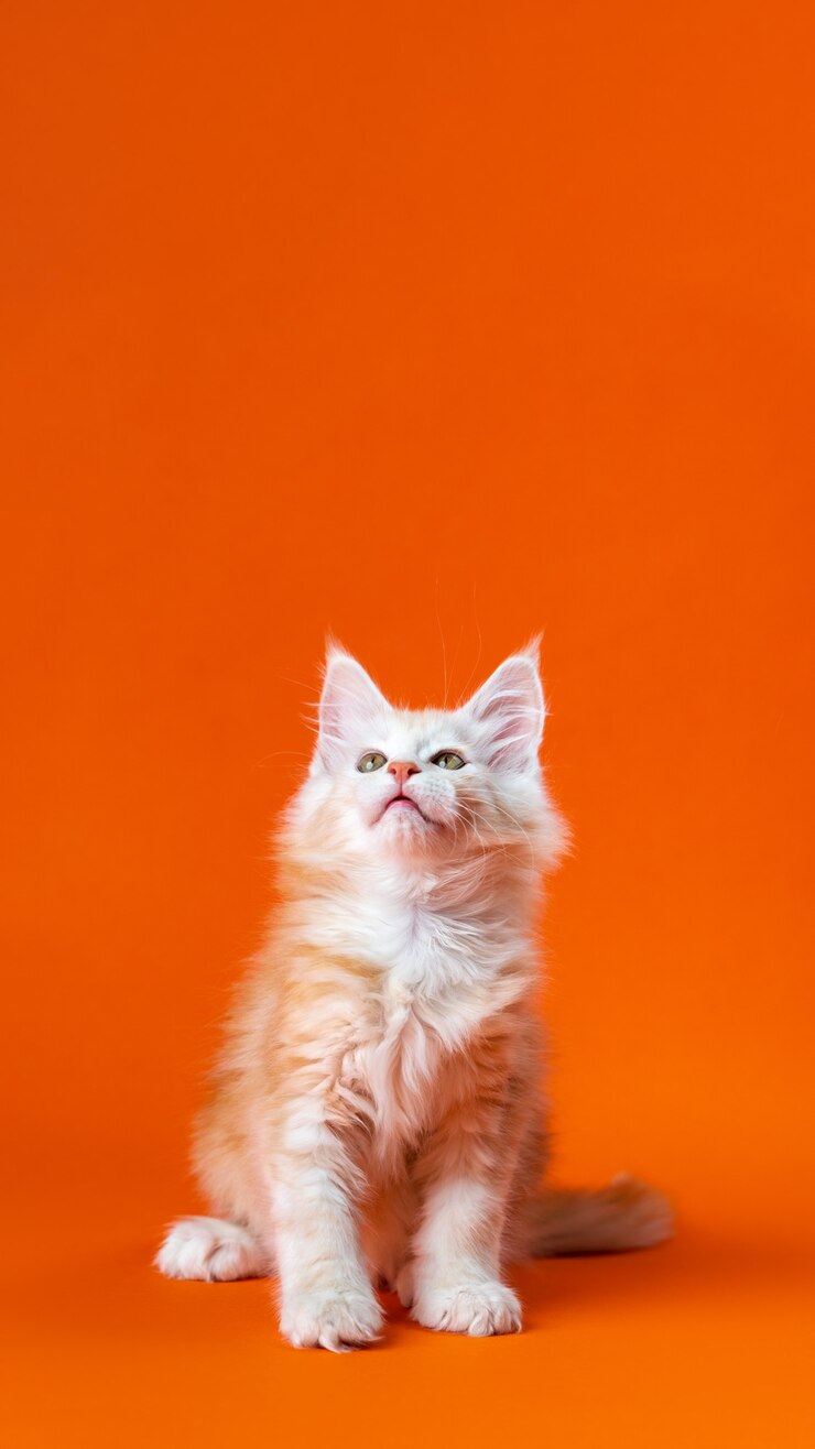 Retrato de um jovem gato macho de maine shag de cor vermelho prata clássico tabby sentado com a cabeça para cima.