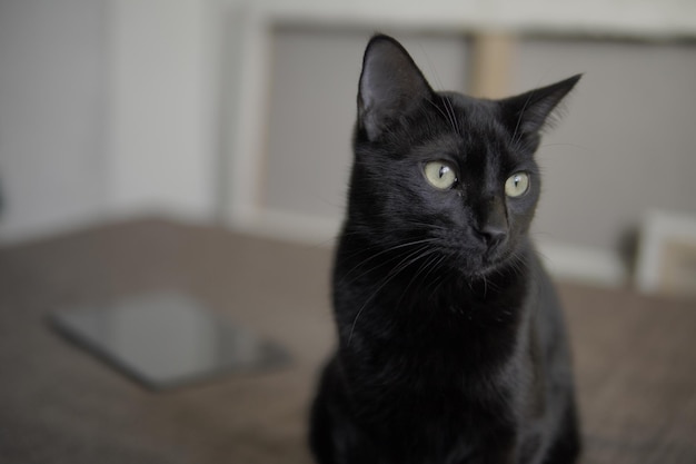 Foto retrato de um jovem gato preto na casa