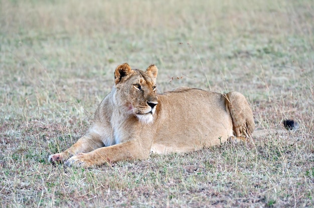 Retrato de um jovem leão no parque masai mara