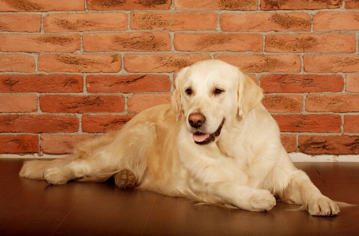 Foto retrato de um jovem macho labrador retriever