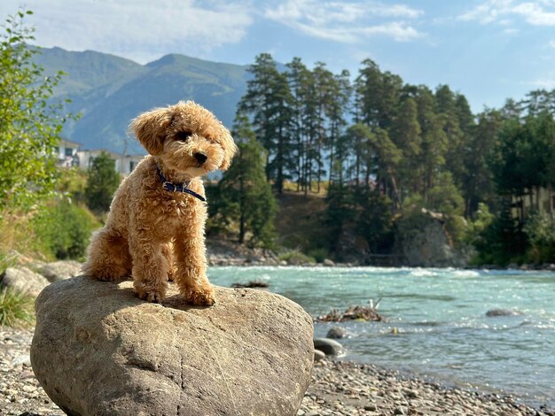 Retrato de um jovem poodle olhando para longe à beira do rio em uma área montanhosa