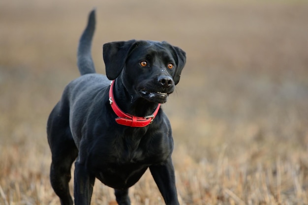 Retrato de um labrador preto