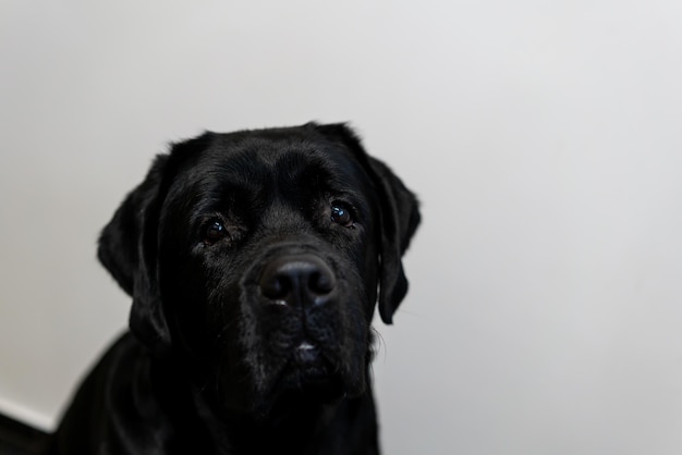 Retrato de um labrador preto