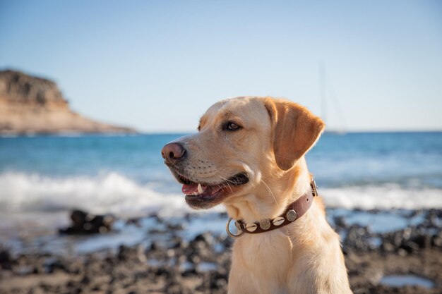 Retrato de um labrador retriever no espaço da cópia da praia à esquerda