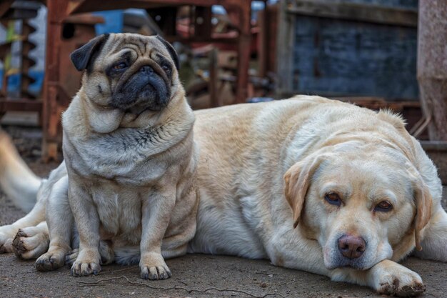 Foto retrato de um labrador triste e um cão pug