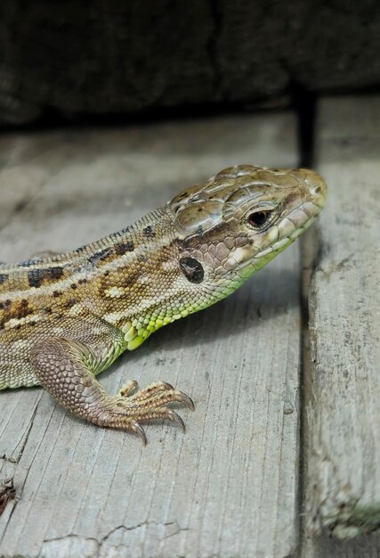 Retrato de um lagarto cinza descansando no jardim