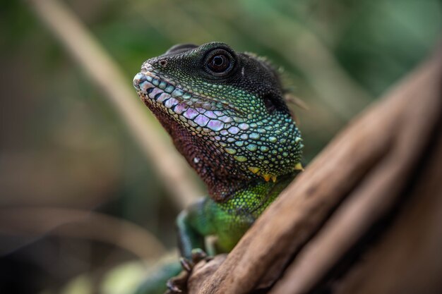 retrato de um lagarto colorido incrivelmente lindo