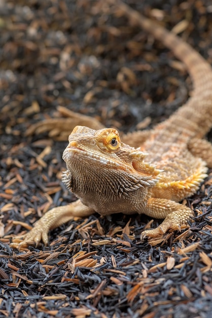 Retrato de um lagarto dragão barbudo