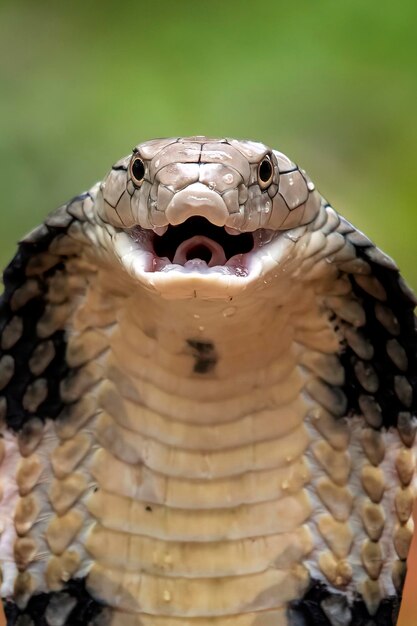 Foto retrato de um lagarto em close-up