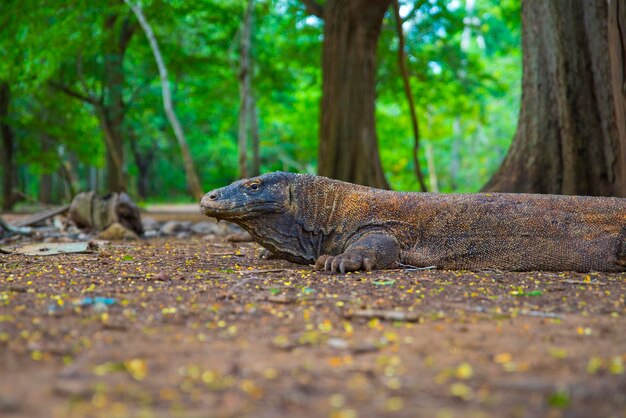 Foto retrato de um lagarto em terra