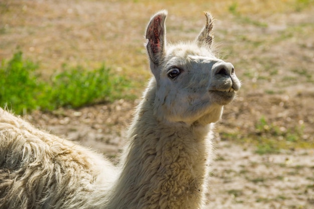 Retrato de um lama lama branco no paddock