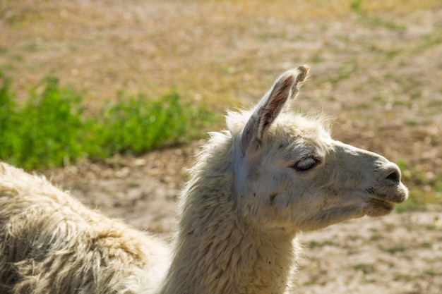 Retrato de um lama lama branco no paddock