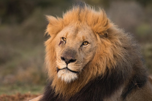 Retrato de um leão majestoso relaxando no campo