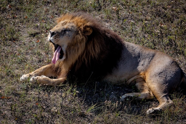 Retrato de um leão rugindo selvagem o leão está no parque taigan de grama seca