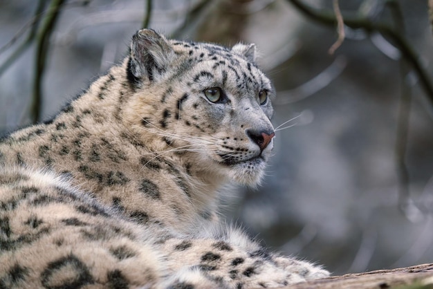 Retrato de um leopardo da neve panthera uncia