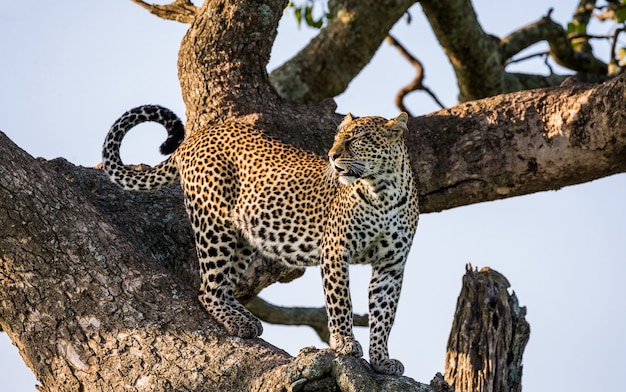 Retrato de um leopardo na natureza