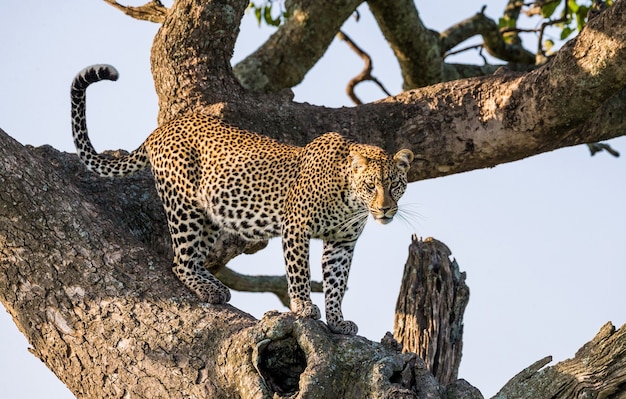 Retrato de um leopardo na natureza