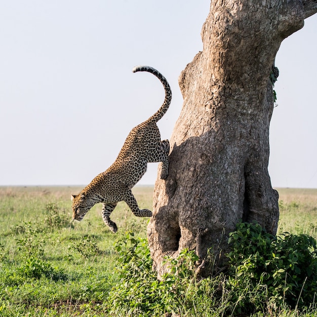 Retrato de um leopardo na natureza
