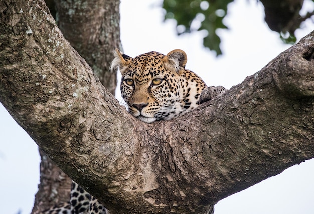 Retrato de um leopardo na natureza