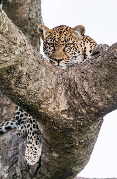 Retrato de um leopardo na natureza