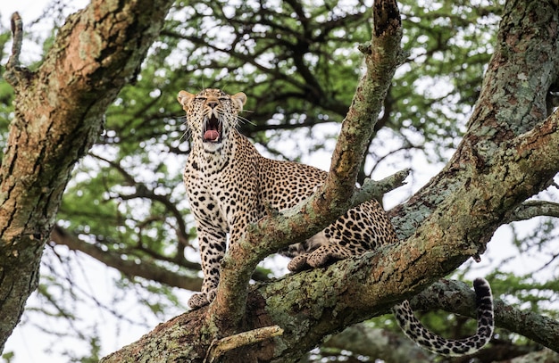 Retrato de um leopardo na natureza