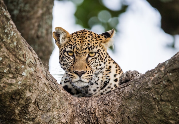 Retrato de um leopardo na natureza