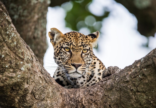 Retrato de um leopardo na natureza