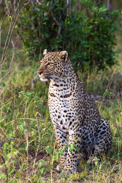 Retrato de um leopardo sentado. masai mara, áfrica