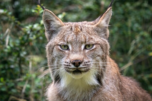 Foto retrato de um lince canadense