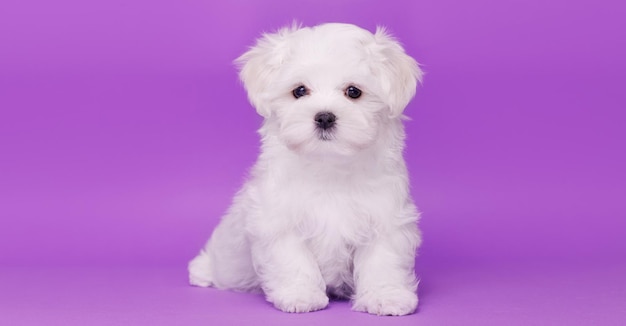 Retrato de um lindo cachorrinho de raça maltesa Um cachorro pequeno em um fundo brilhante e elegante