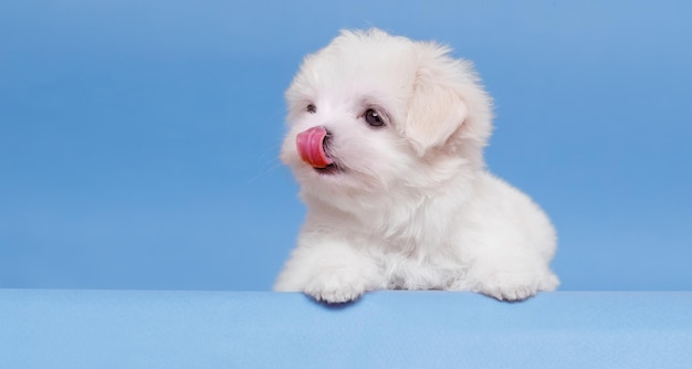 Retrato de um lindo cachorrinho de raça maltesa Um cachorro pequeno em um fundo brilhante e elegante