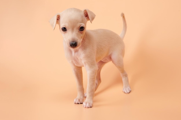 Retrato de um lindo cachorrinho galgo italiano isolado em fundo de estúdio pêssego laranja Pequeno cachorro beagle branco bege colorxA