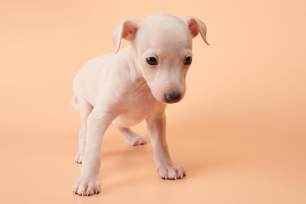 Retrato de um lindo cachorrinho galgo italiano isolado no fundo do estúdio pêssego laranja Pequeno cão beagle branco cor bege