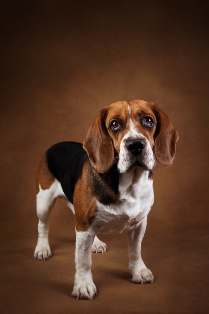 Retrato de um lindo cachorro beagle americano