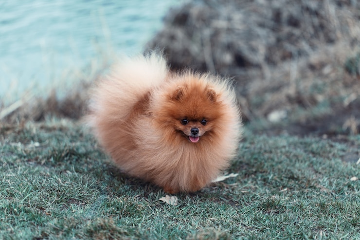 Foto retrato de um lindo cachorro pomerânia.