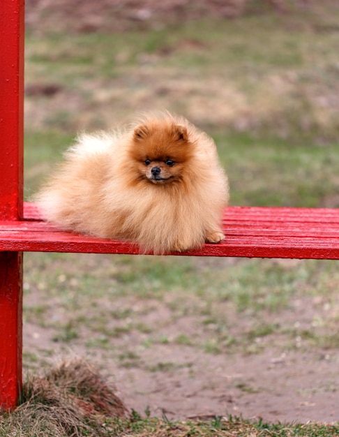 Retrato de um lindo cachorro pomerânia.
