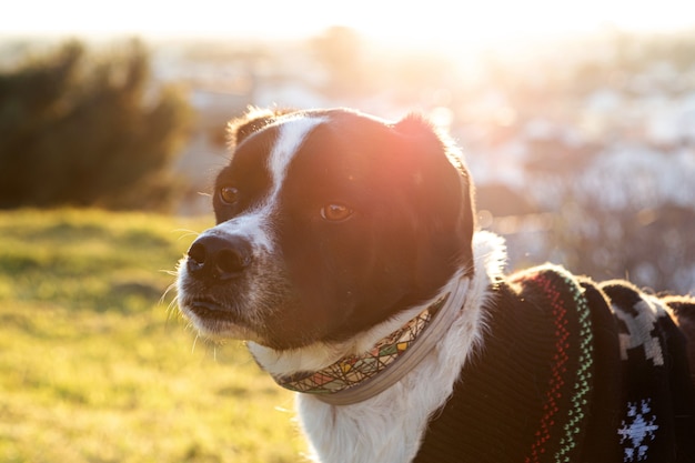 Retrato de um lindo cachorro preto e branco no parque com o pôr do sol