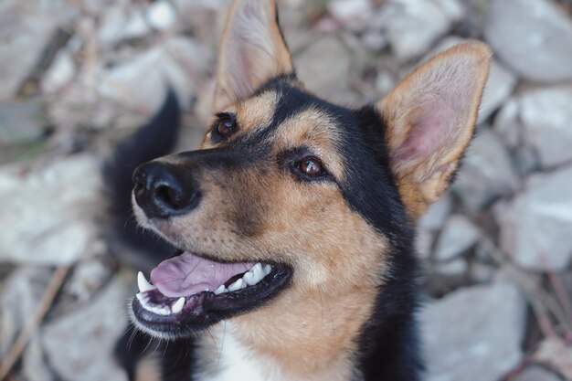 Retrato de um lindo cachorro preto e vermelho, um cachorro mestiço, na natureza, a aparência de um cachorro