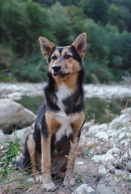 Retrato de um lindo cachorro preto e vermelho, um cachorro mestiço, na natureza, a aparência de um cachorro