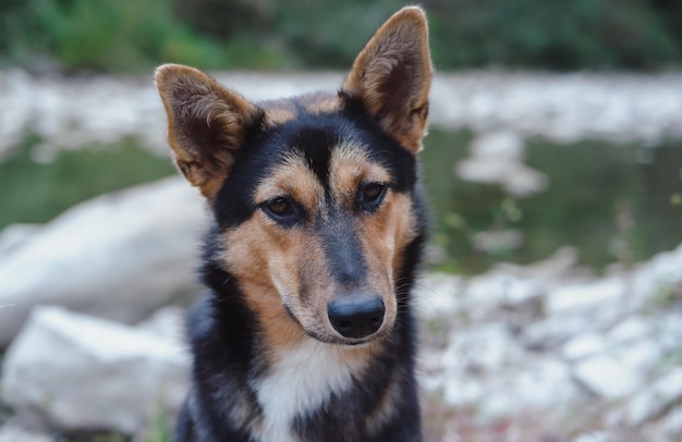 Retrato de um lindo cachorro preto e vermelho, um cachorro mestiço, na natureza, a aparência de um cachorro