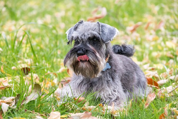 Retrato de um lindo cachorro schnauzer cinza barbudo deitado na grama no gramado