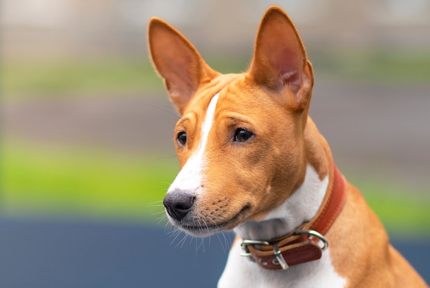 Retrato de um lindo cachorro terrier Basenji Kongo africano ao ar livre.