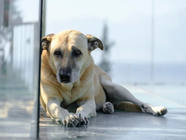 Retrato de um lindo cachorro