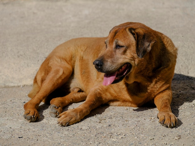 Retrato de um lindo cachorro