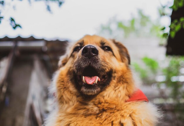 Retrato de um lindo cão bege fofo feliz ao ar livre