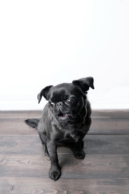 Retrato de um lindo cão brabancon ou grifo olhando para a câmera com a boca aberta, cara engraçada posando sobre a parede branca
