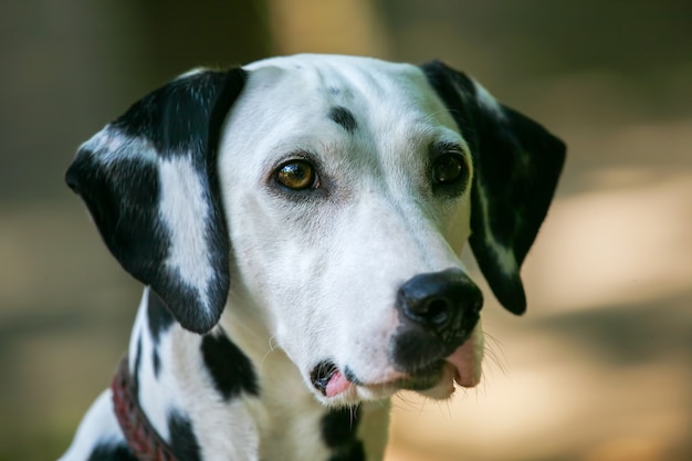 Retrato de um lindo cão dolmatian domesticado