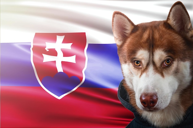 Retrato de um lindo cão husky siberiano vermelho no fundo da bandeira nacional da Eslováquia