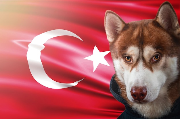 Retrato de um lindo cão husky siberiano vermelho no fundo da bandeira nacional da Turquia