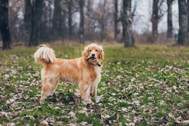 Retrato de um lindo cão retriever dourado